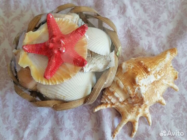Ракушки с моря