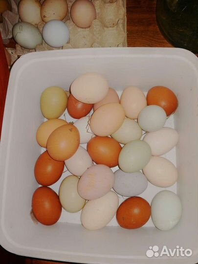 Инкубационное яйцо