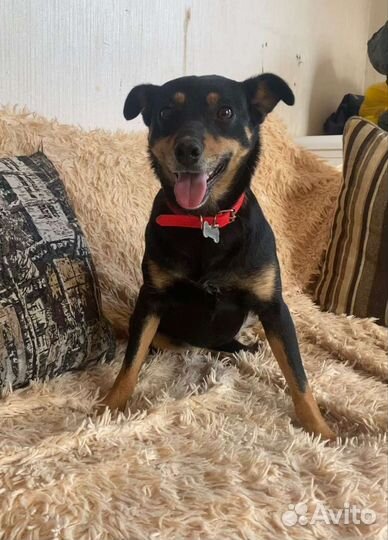 Собака в добрые руки