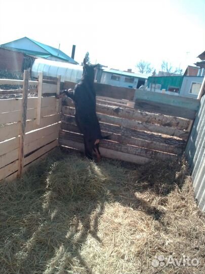 Козёл альпийский