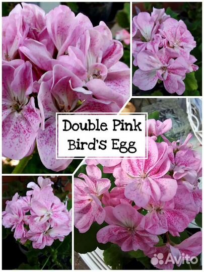 Пеларгония сортовые кустики