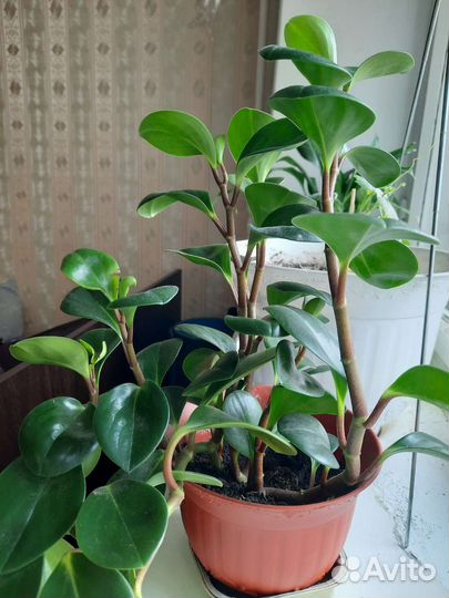 Комнатные растения