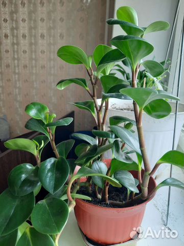 Комнатные растения