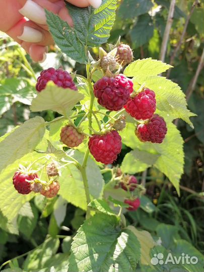 Ремонтантная малина