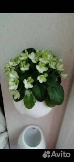 Фиалка сенполия