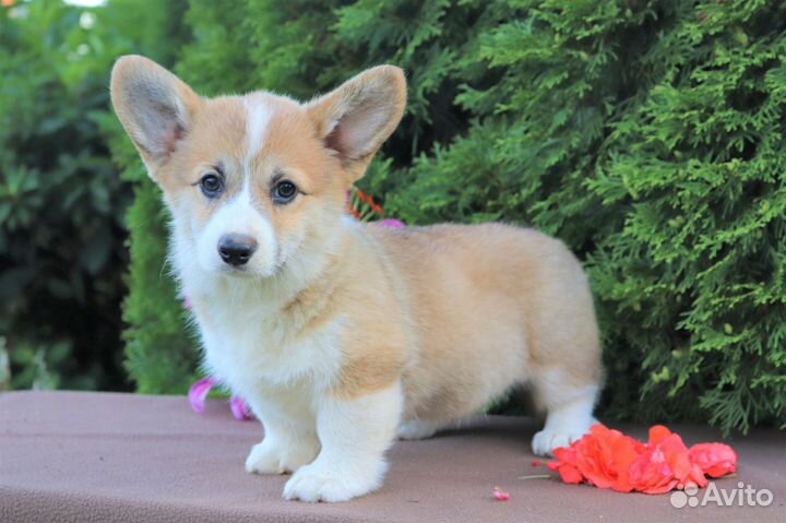 Вельш корги пемброк щеночки рыжики