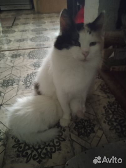 Чисто белая пушистая ласковая ручная кошечка 4 мес