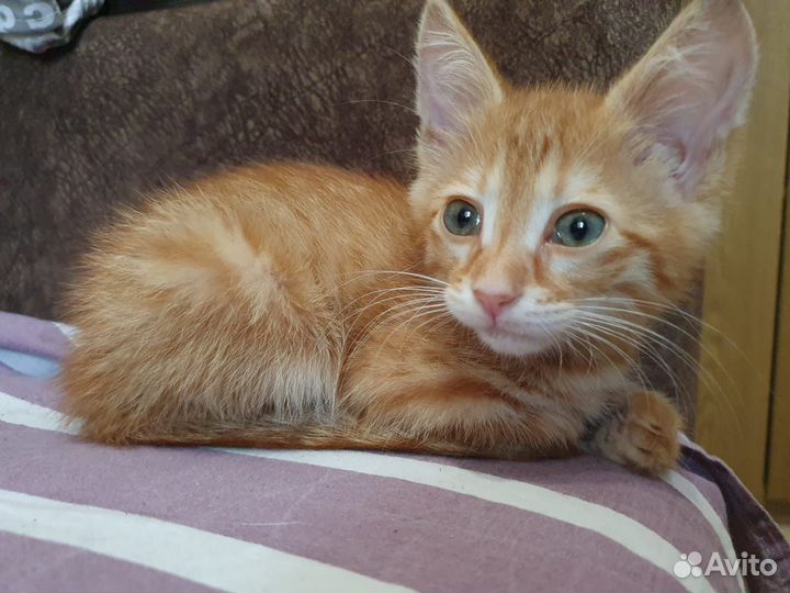 Отдам котенка