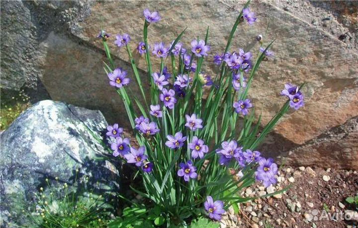 Цветы уличные