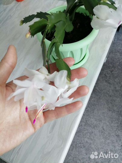 Комнатные цветы