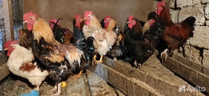 Петухи Брама