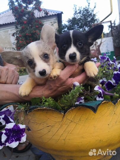 Вельш-корги