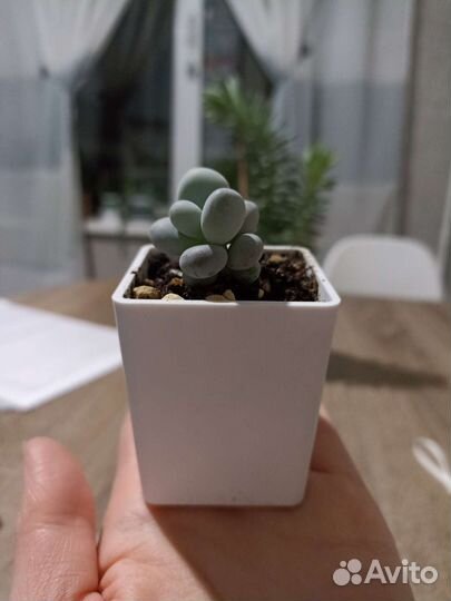 Суккулент Пахифитум овиферум