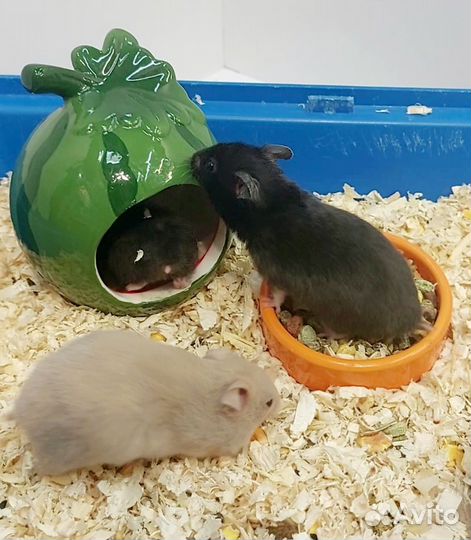 Сирийские хомячки