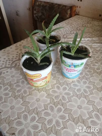 Алоэ(столетник)