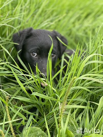 Щенок в добрые руки