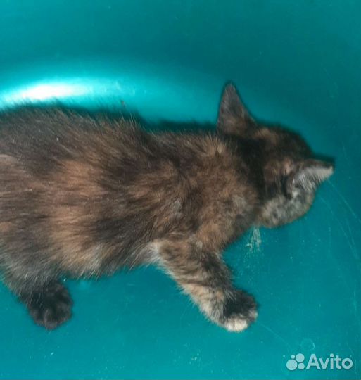 Кошка в дар