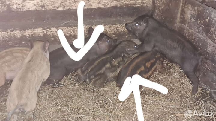 Поросята венгерской мангалицы