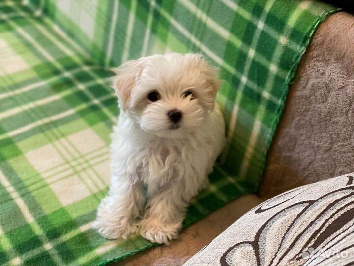 Сладкий медвежонок Мальтипу ф1