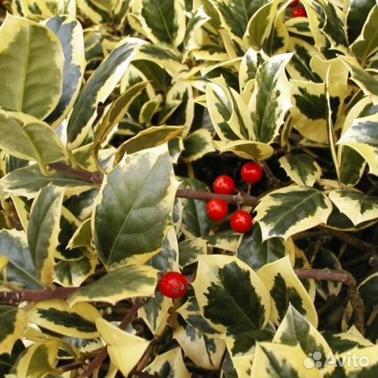 Декоративные кустарники (Скумпии, Падубы и другие)