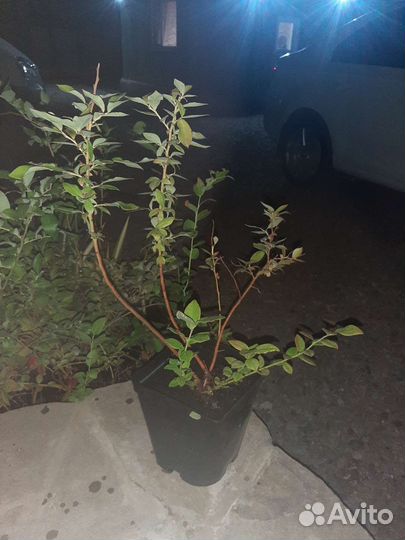 Плодовые деревья и саженцы