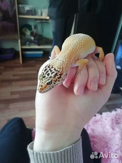 Передержка кошек, собак, птиц, грызунов Зооняня