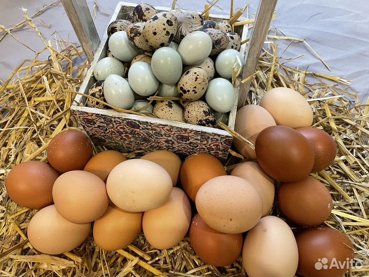 Домашние куриные и перепелиные яйца