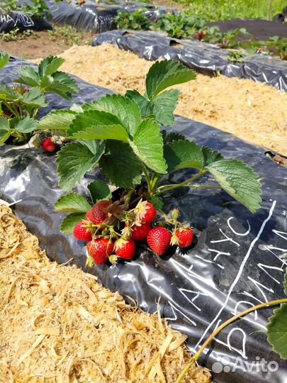 Клубника 36 сортов позднего срока