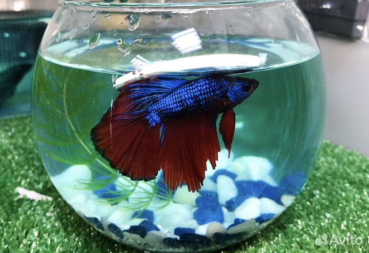 Рыбки петушка и корм для рыб (заморозка блистеры)