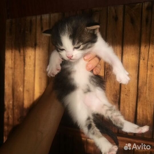 Милейшие котята