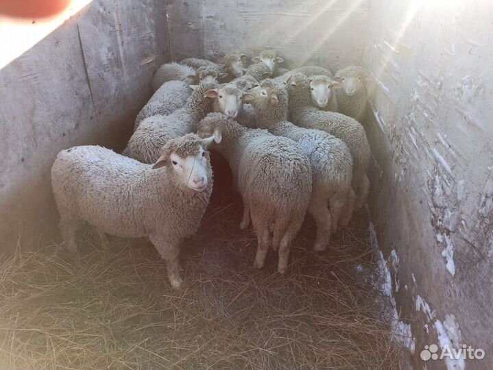 Продам Овец Баранов Ягнята Разные Породы