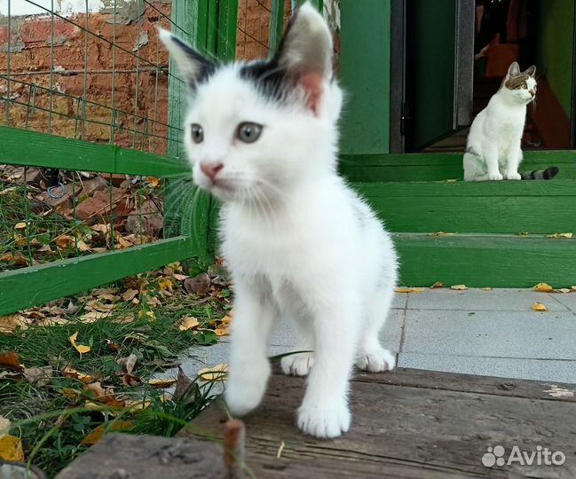 Котёнок