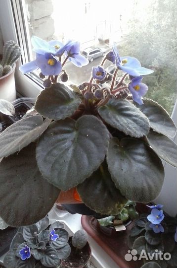 Фиалки в хорошие руки(Букет невесты и другие)