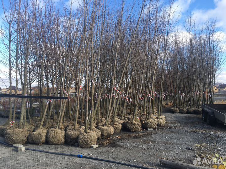 Посадочный материал