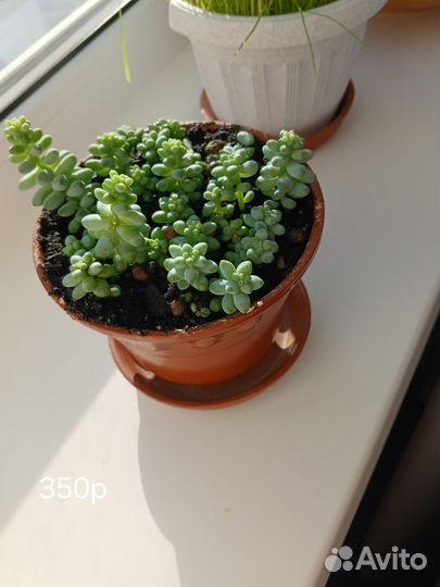 Очиток буритто