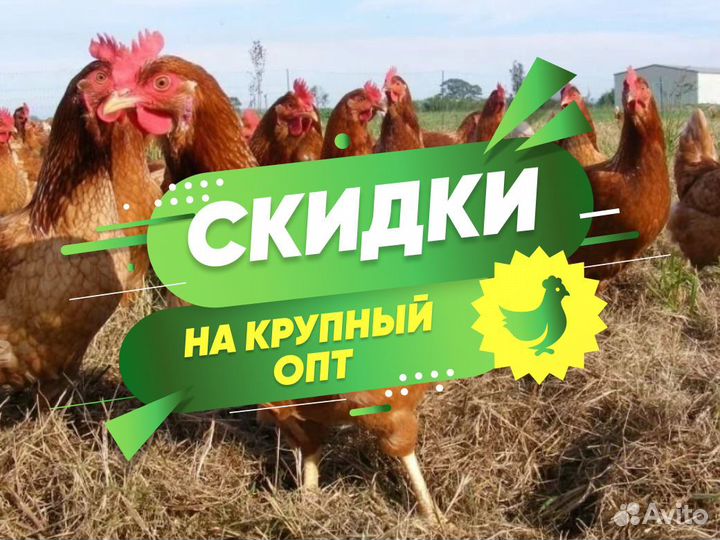 Куры несушки с доставкой