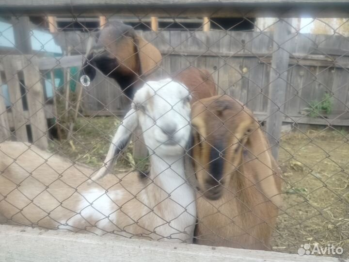 Козы нубийские