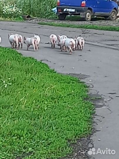 Поросята ландрас