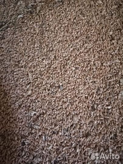 Продаётся зерно