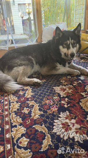 Сибирский хаски