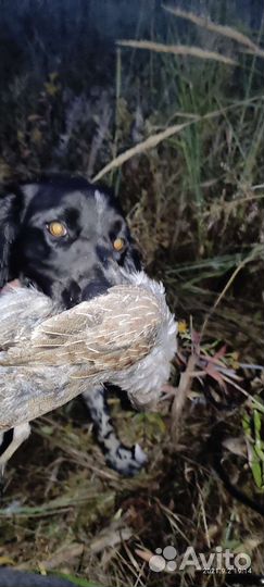 Русский спаниель вязка