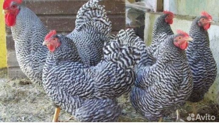 Куры несушки доминант