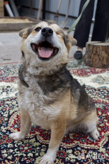 Собака в добрые руки