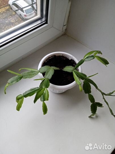 Шлюмбергера (декабрист)