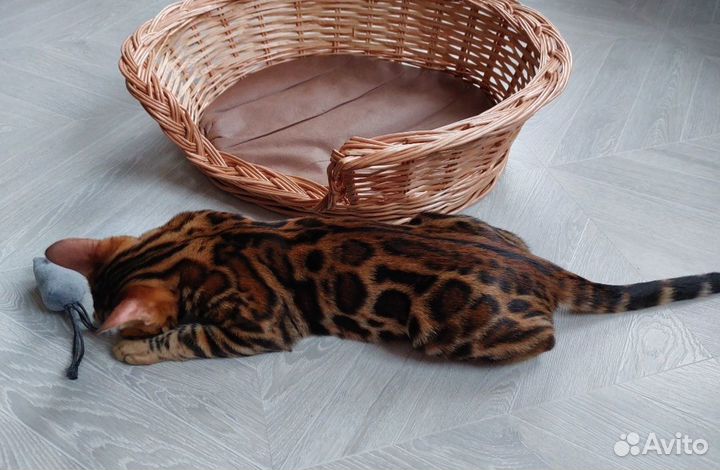 Бенгальские котята