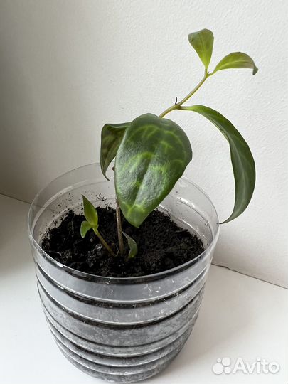 Эсхинантус мраморный