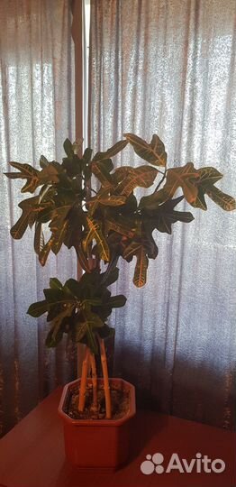 Кротон кодиум