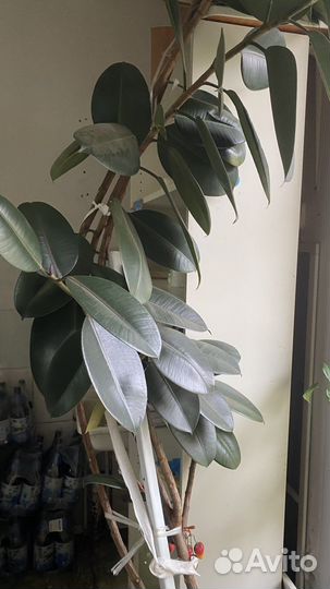 Фикус дерево