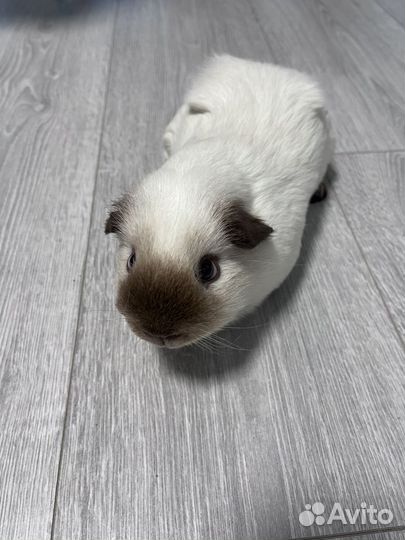 Самец Морской свинки для вязки