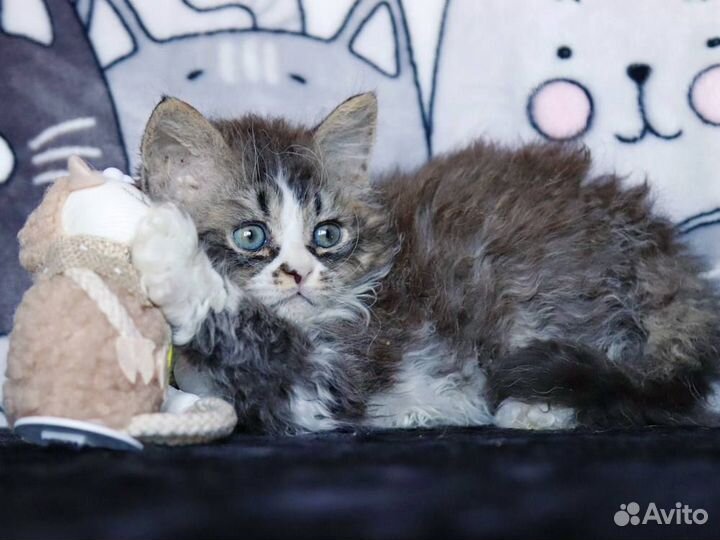 Котик, 3 месяца